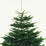 tree feature