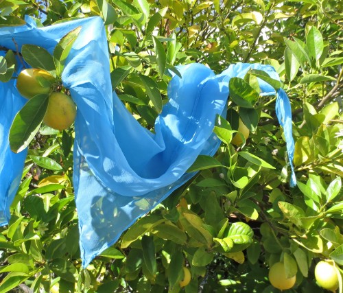 scarf in tree