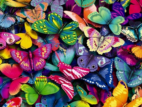 Butterflies-yorkshire_rose-15990936-1280-960