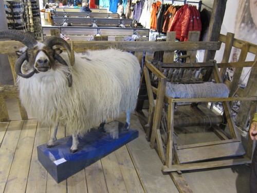 lopi sheep and yarn at Geyser store